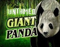 Untamed Giant Panda